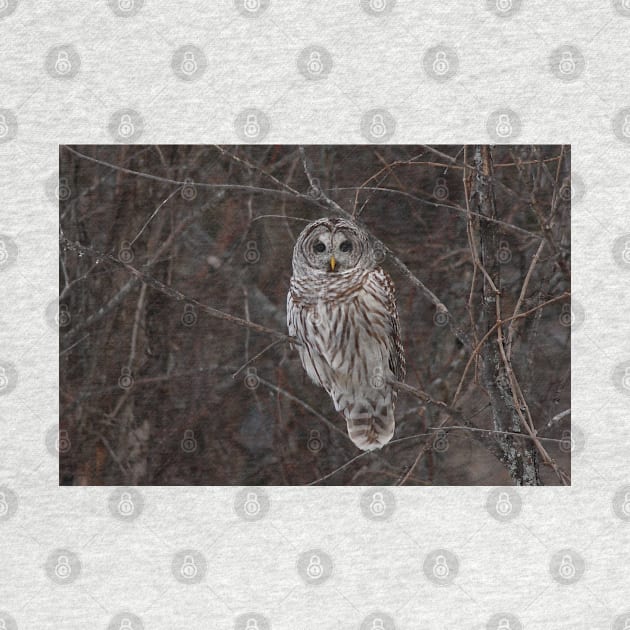 Barred Owl - Kanata, Ont by Jim Cumming